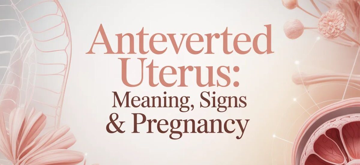 Anteverted uterus